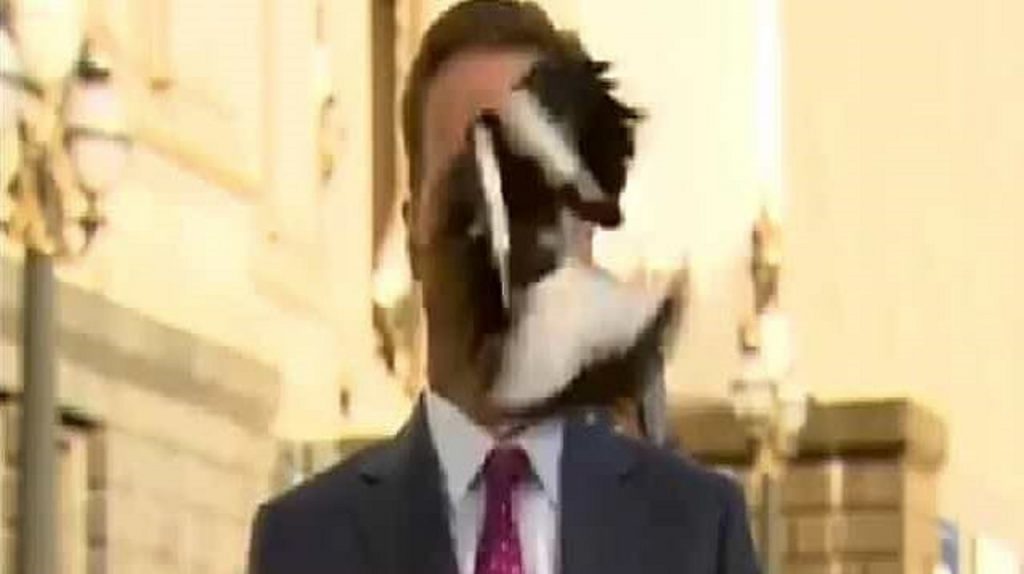 سقوط پرنده روی صورت خبرنگار تلویزیونی!