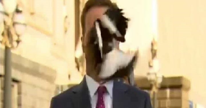 سقوط پرنده روی صورت خبرنگار تلویزیونی!