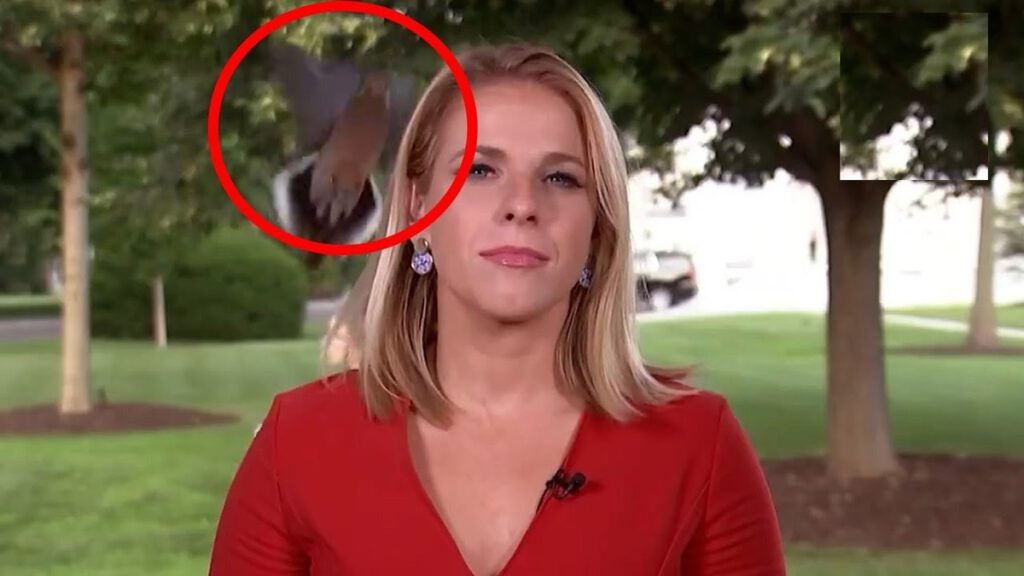 فرود یک پرنده روی سر خانم خبرنگار هنگام پخش زنده