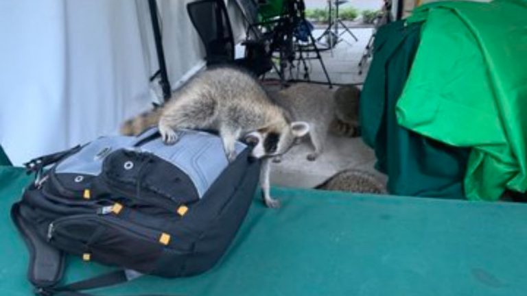 راکون ها به خبرنگاران حاضر در کاخ سفید حمله کردند