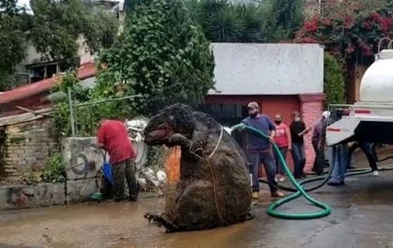 سوژه رسانه‌ها شد؛ کشف لاشه موش غول پیکر ۲ متری در فاضلاب شهری!