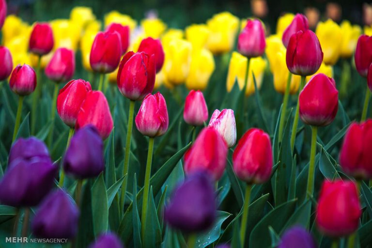 بازدید رایگان خبرنگاران و اهالی رسانه از جشنواره لاله‌های کرج